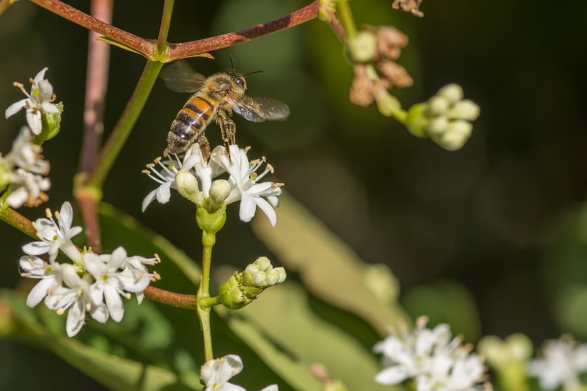 Bäume für Bienen