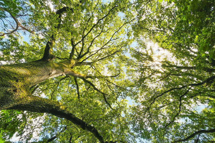 Bäume als CO2 Speicher