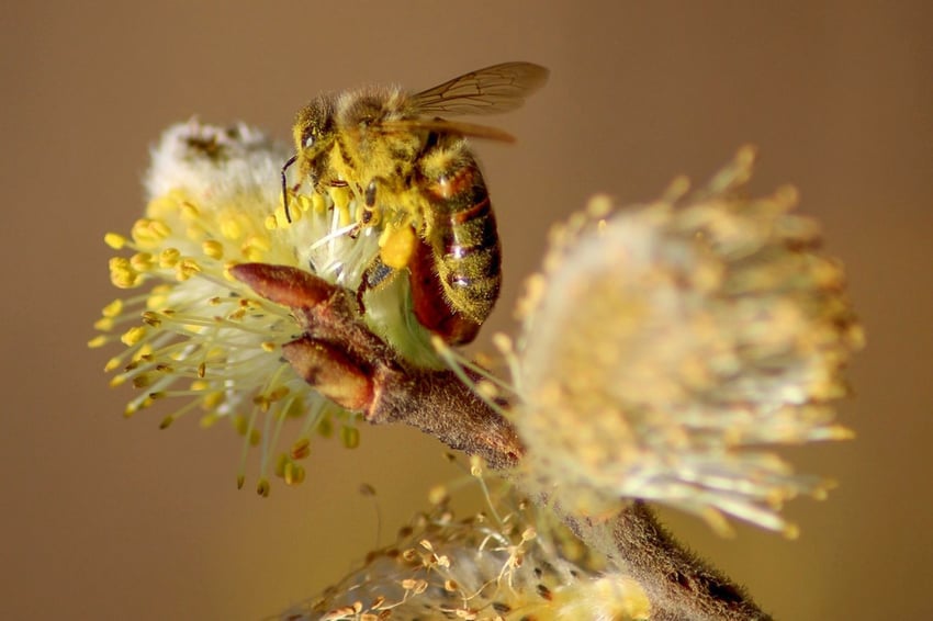 Bäume für Bienen