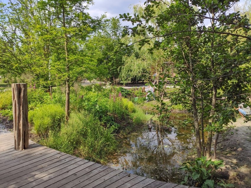 Bomen zijn een waterbuffer