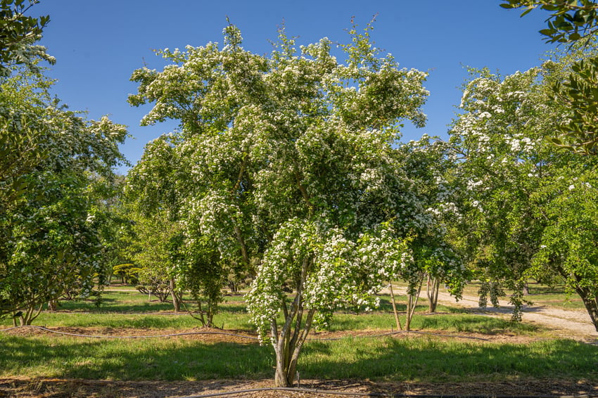 De meidoorn is een pionier en biodiversiteitstopper