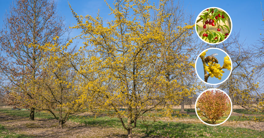 Baumschule Ebben Cornus mas