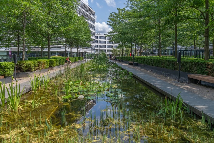 Ecosysteemdienst bomen welzijn