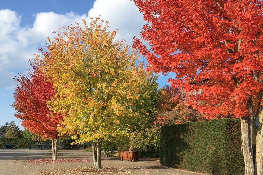 Indian summer acer in de herfst