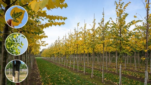 Tilia mongolica 'Buda'