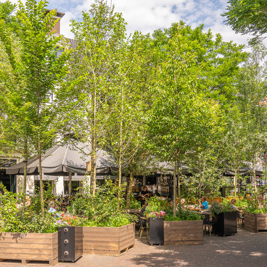 Bomen verkoelen pleinen in de stad 