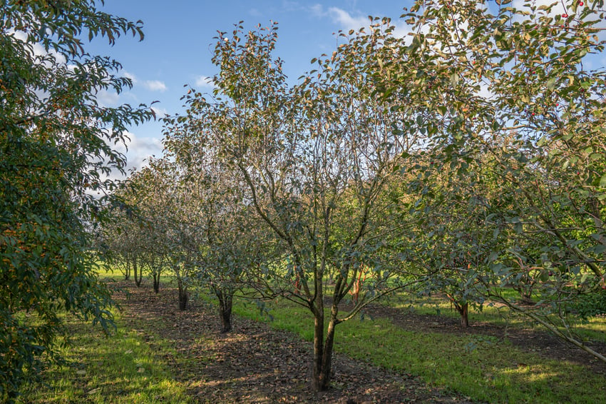 Malus 'Mokum'