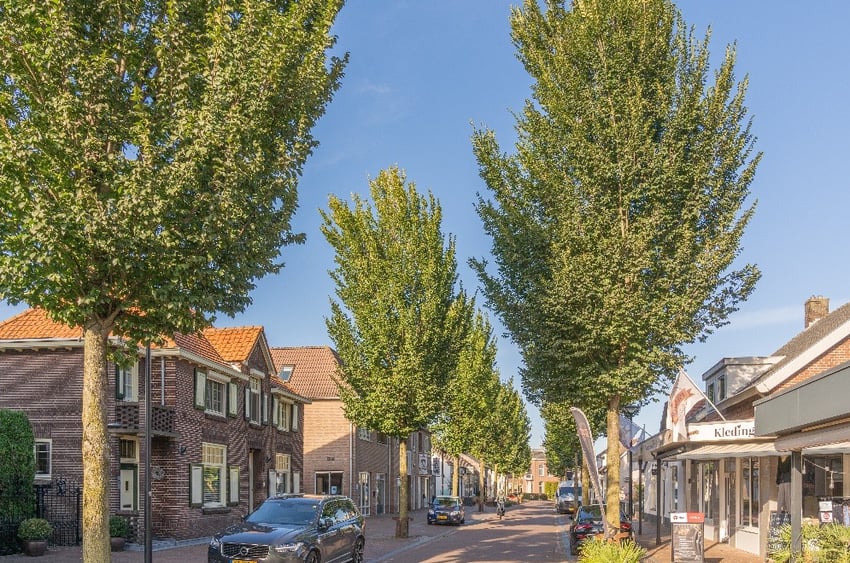 Grote bomen in de openbare ruimte