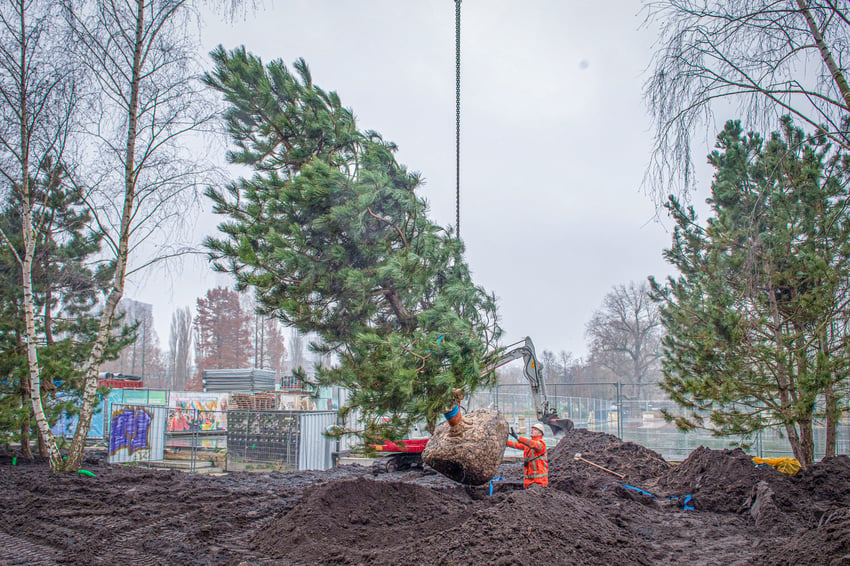 Bomen planten handleiding