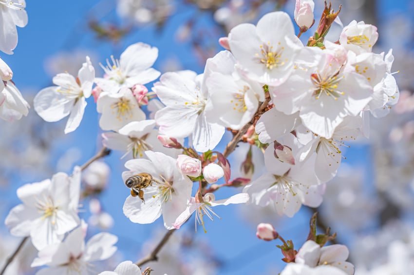 Prunus 'The Bride' kondigt de lente aan