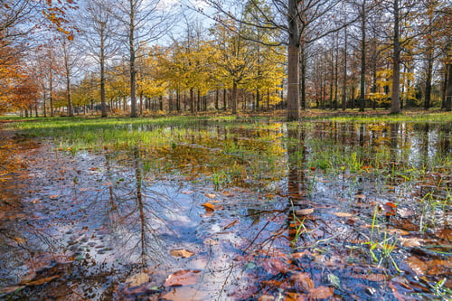 Bomen aanplanten in natte omstandigheden