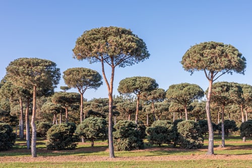 Pinus sylvestris wintergroene pioniersboom