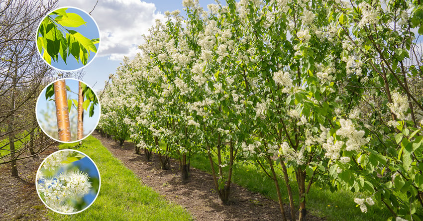 Ebben Tree nursery Prunus Maackii Amber Beauty