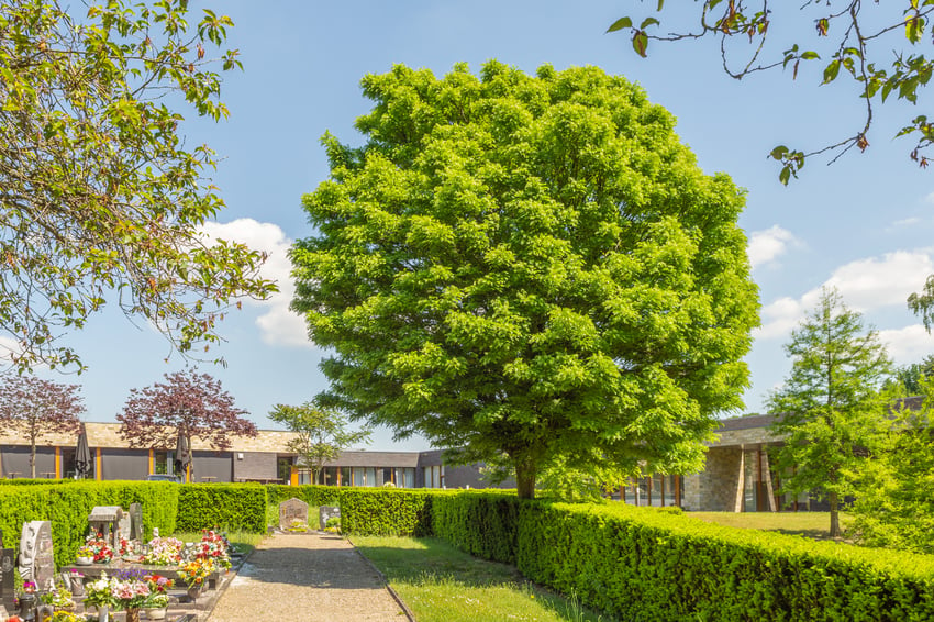 Bomen op begraafplaatsen