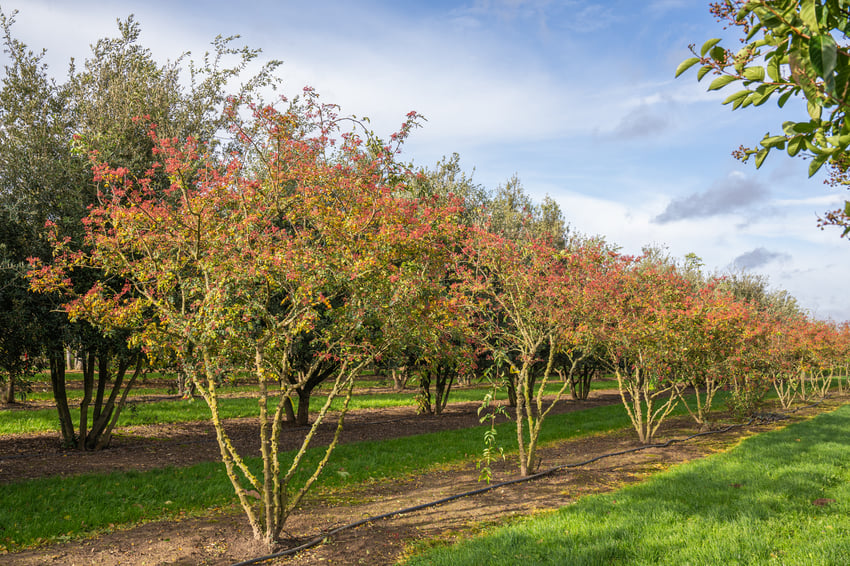 Obstbäume