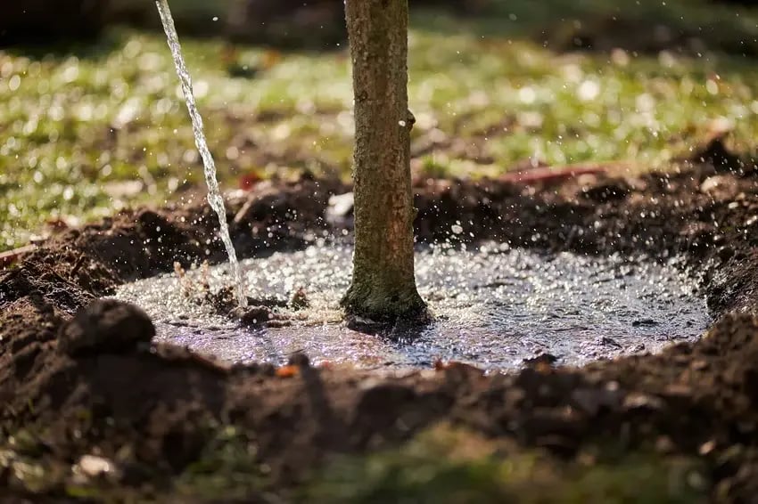 Tree being watered